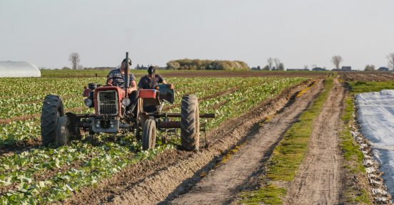 Trabajadores agrícolas produciendo gracias a la utilización SAP PM en los procesos de gestión.